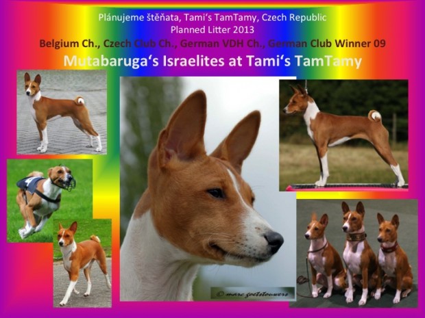 planujeme-stenatka-basenji